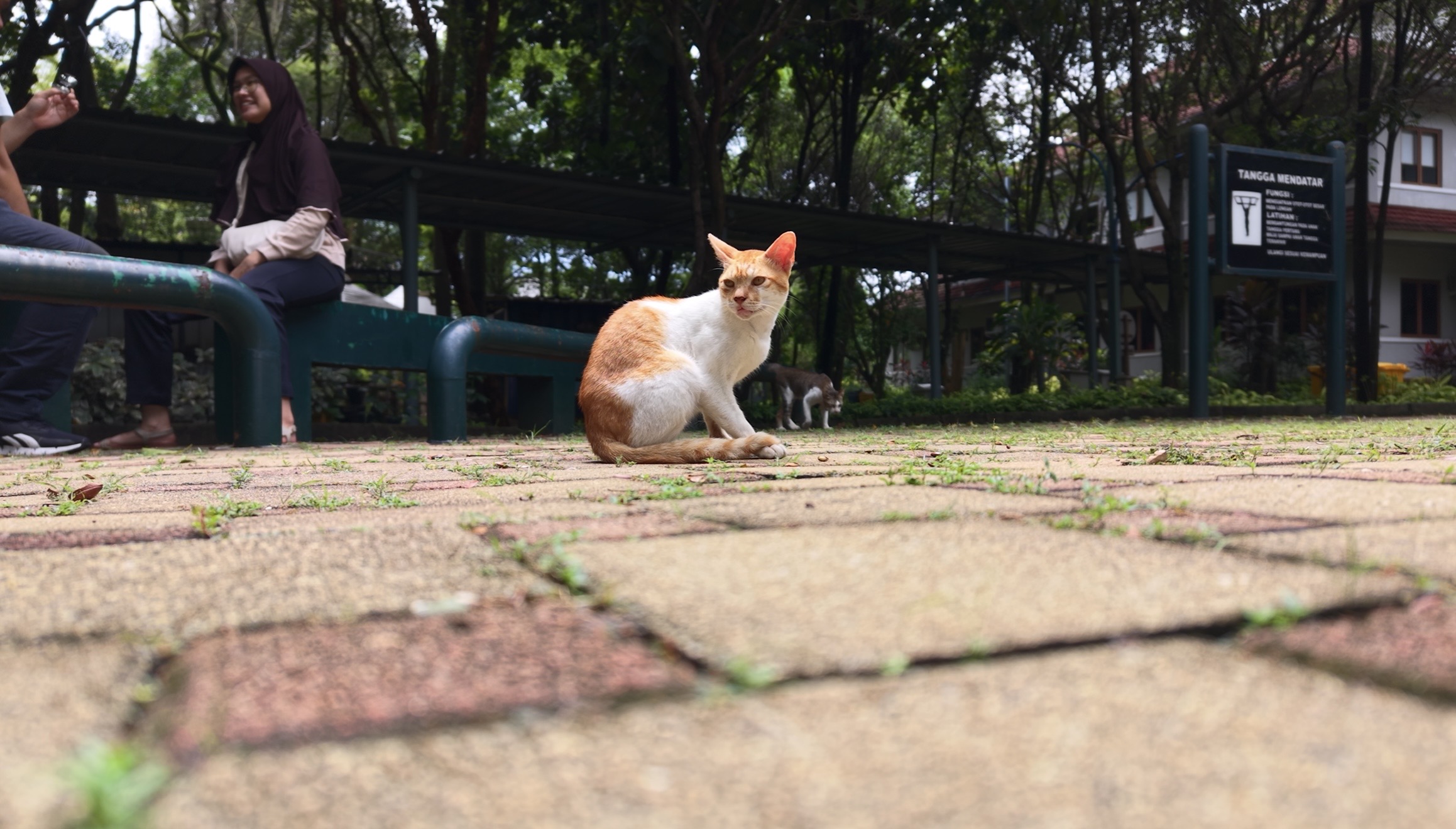 Feline Encounter at Touchdown